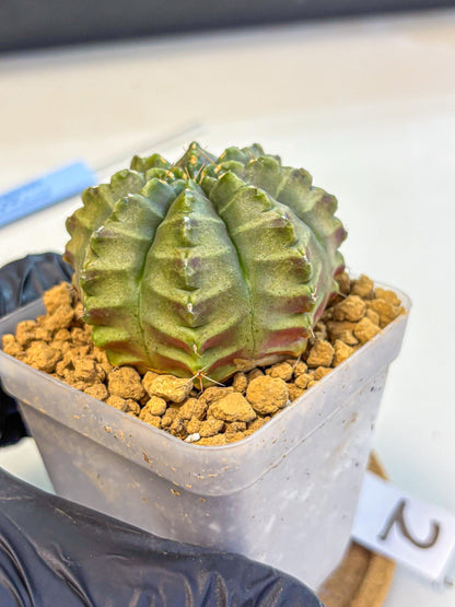 Gymnocalycium Aas DayDream (gy20) (02) | Rare Hybrids