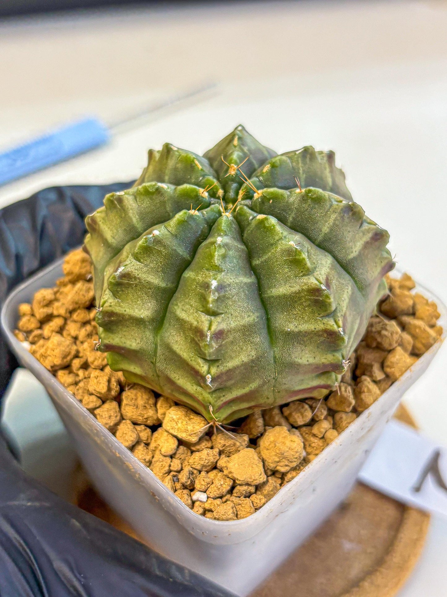 Gymnocalycium Aas DayDream (gy20) (02) | Rare Hybrids