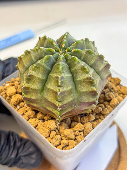 Gymnocalycium Aas DayDream (gy20) (02) | Rare Hybrids