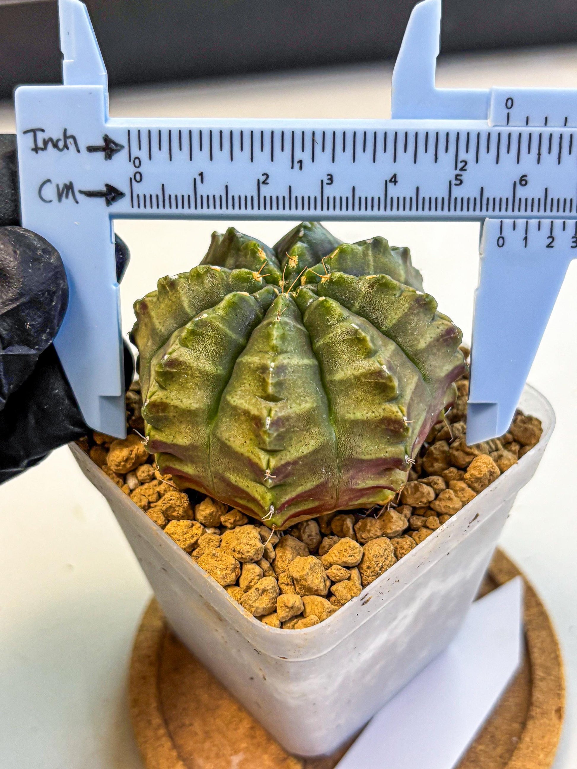 Gymnocalycium Aas DayDream (gy20) (02) | Rare Hybrids