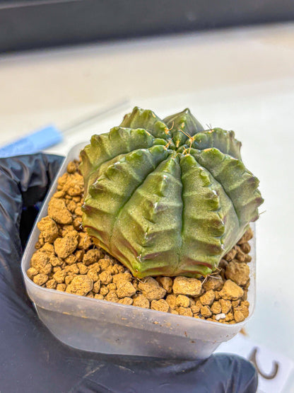 Gymnocalycium Aas DayDream (gy20) (02) | Rare Hybrids