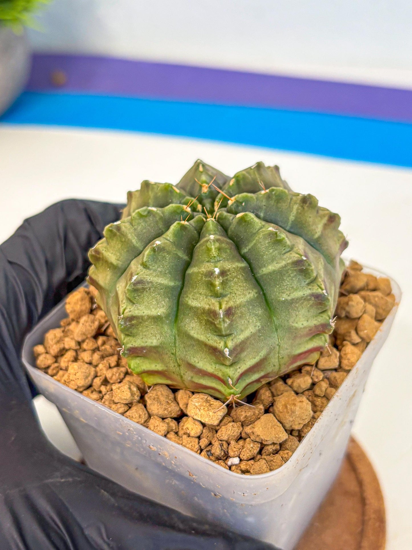 Gymnocalycium Aas DayDream (gy20) (02) | Rare Hybrids