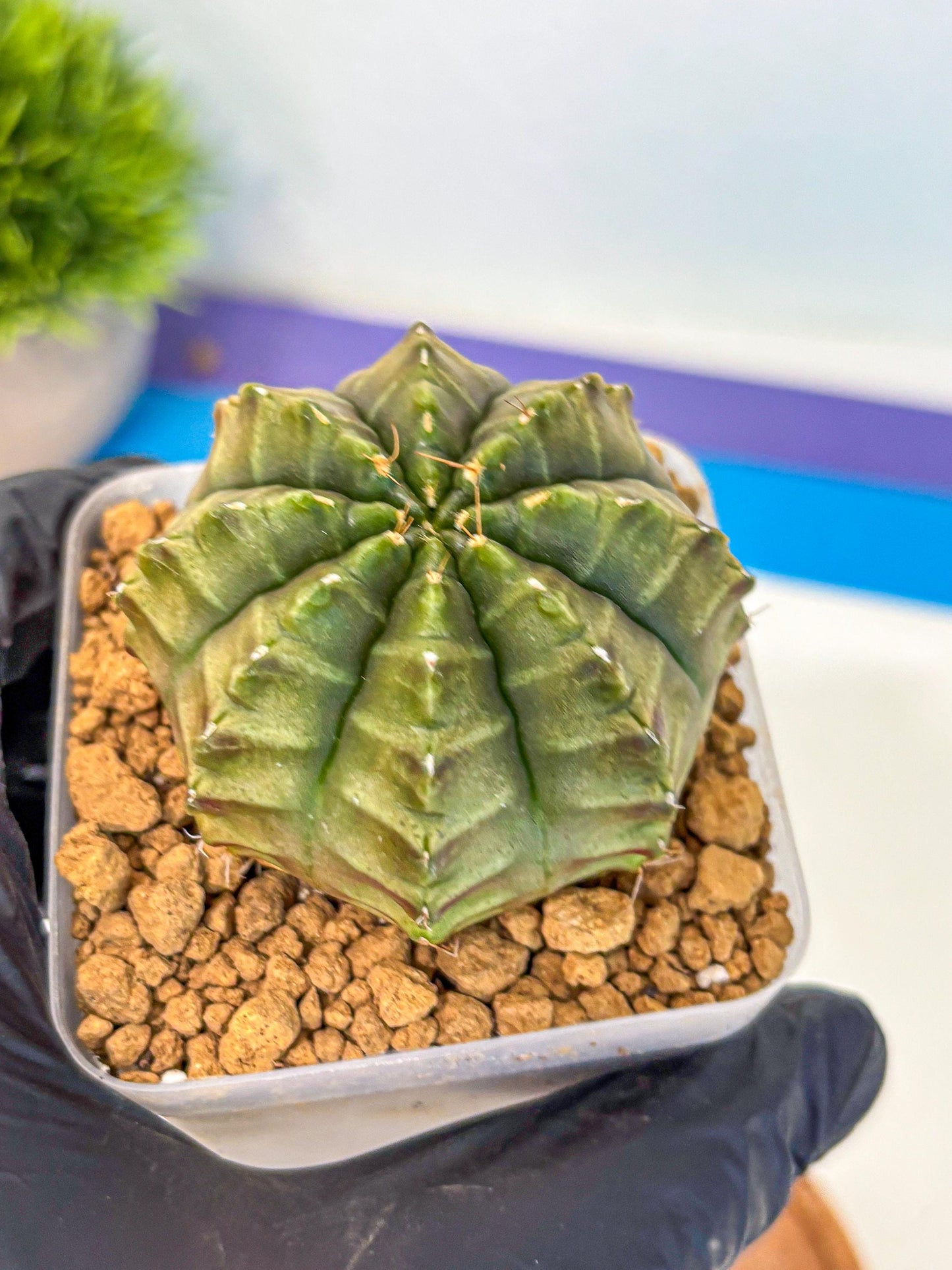 Gymnocalycium Aas DayDream (gy20) (02) | Rare Hybrids