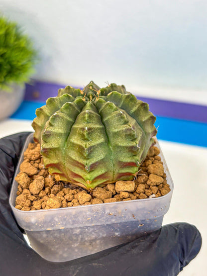 Gymnocalycium Aas DayDream (gy20) (02) | Rare Hybrids