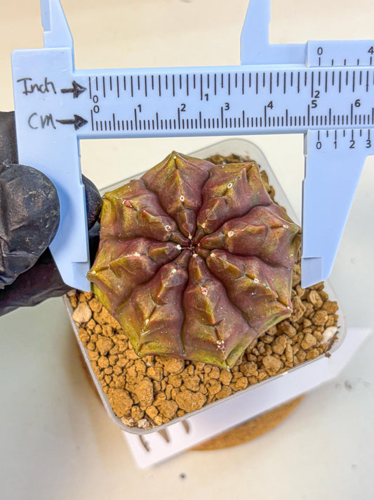 Gymnocalycium Aas DayDream (gy20) (03) | Rare Hybrids