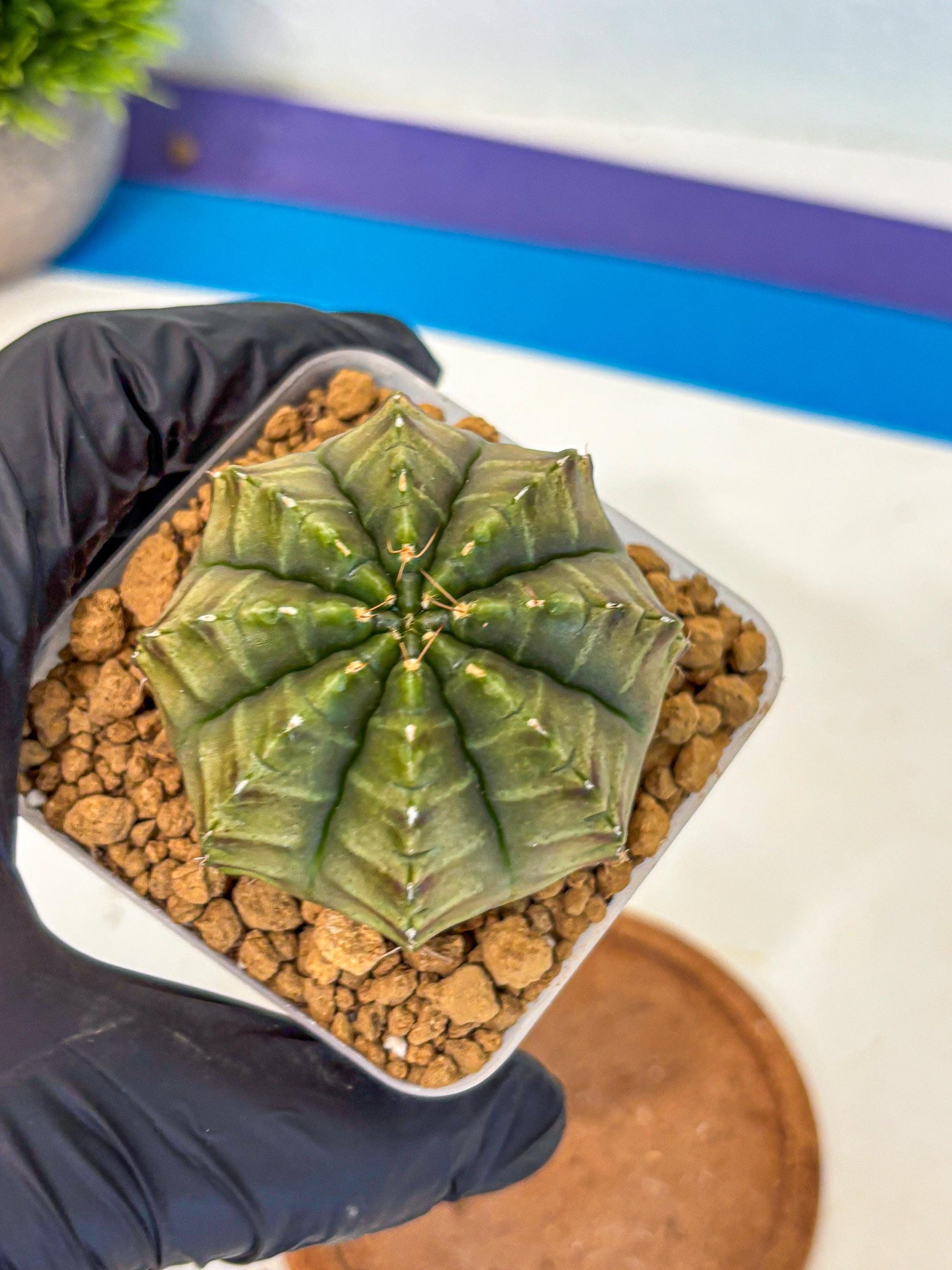Gymnocalycium Aas DayDream (gy20) (02) | Rare Hybrids