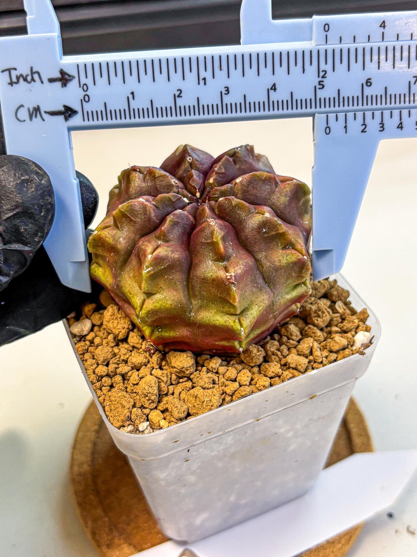 Gymnocalycium Aas DayDream (gy20) (03) | Rare Hybrids