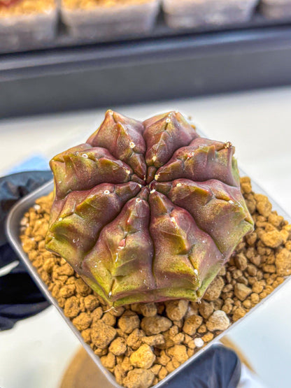 Gymnocalycium Aas DayDream (gy20) (03) | Rare Hybrids