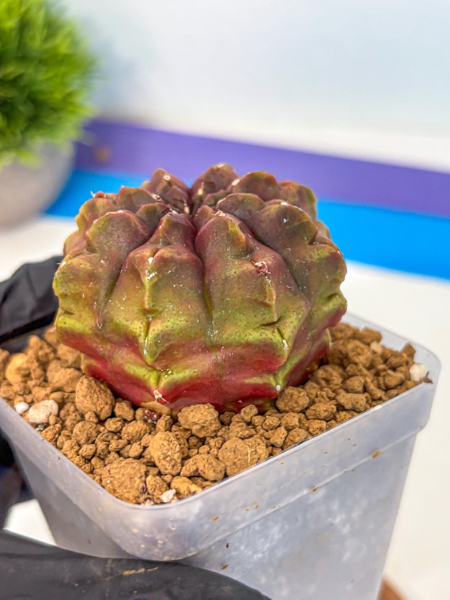Gymnocalycium Aas DayDream (gy20) (03) | Rare Hybrids