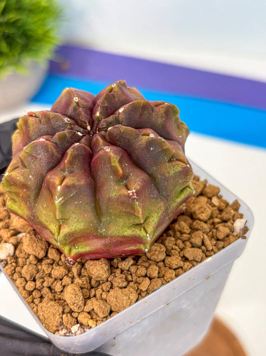 Gymnocalycium Aas DayDream (gy20) (03) | Rare Hybrids