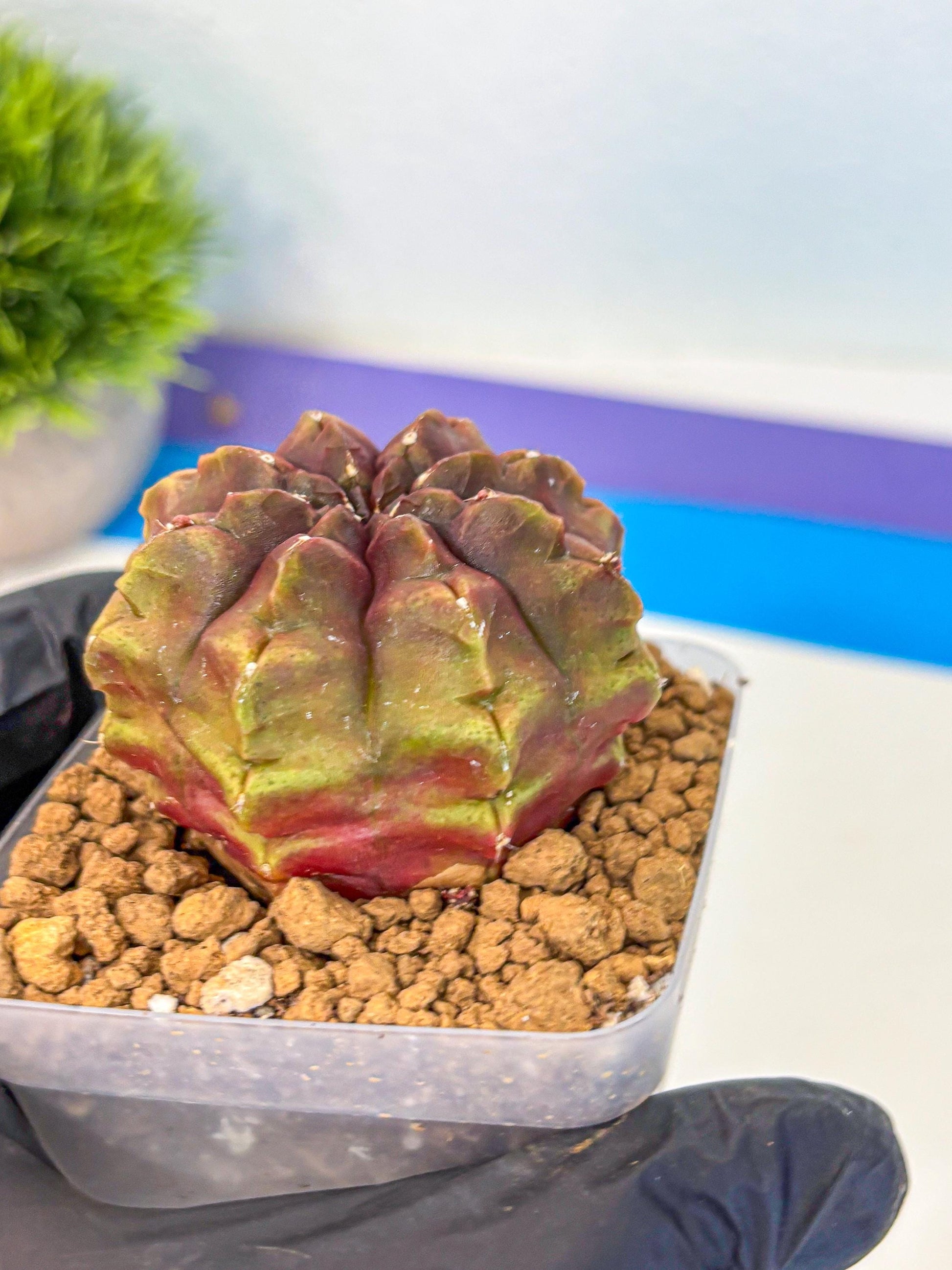 Gymnocalycium Aas DayDream (gy20) (03) | Rare Hybrids