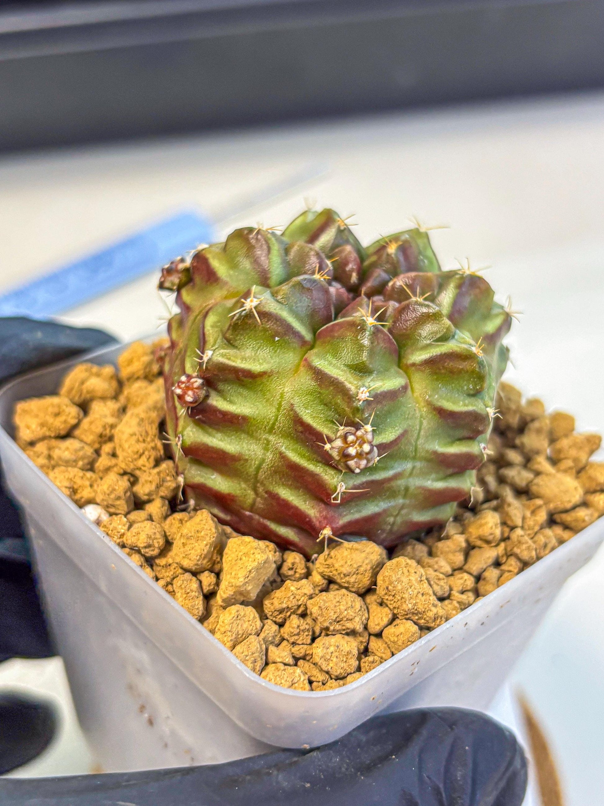 Gymnocalycium Aas DayDream (gy20) (04) | Rare Hybrids
