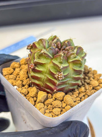 Gymnocalycium Aas DayDream (gy20) (04) | Rare Hybrids