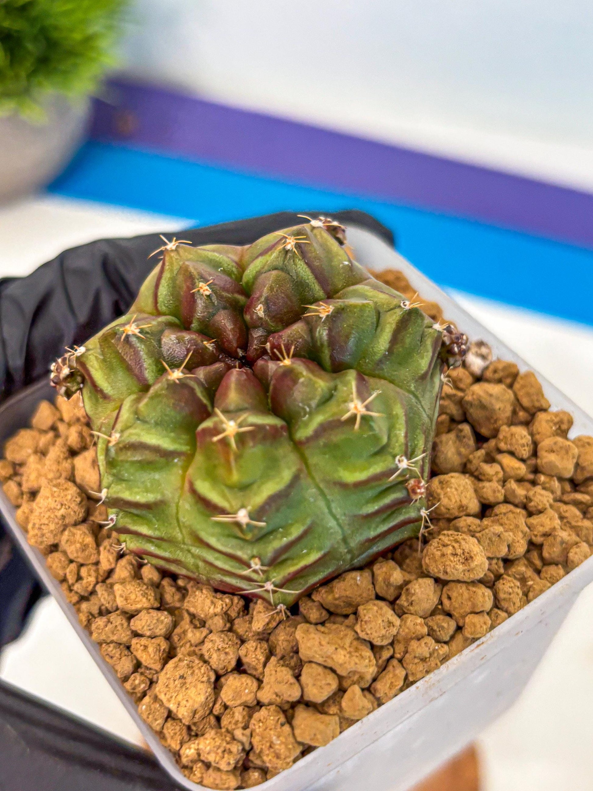 Gymnocalycium Aas DayDream (gy20) (04) | Rare Hybrids