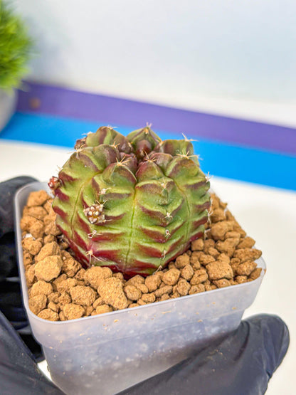Gymnocalycium Aas DayDream (gy20) (04) | Rare Hybrids