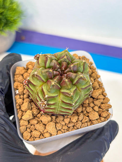 Gymnocalycium Aas DayDream (gy20) (04) | Rare Hybrids