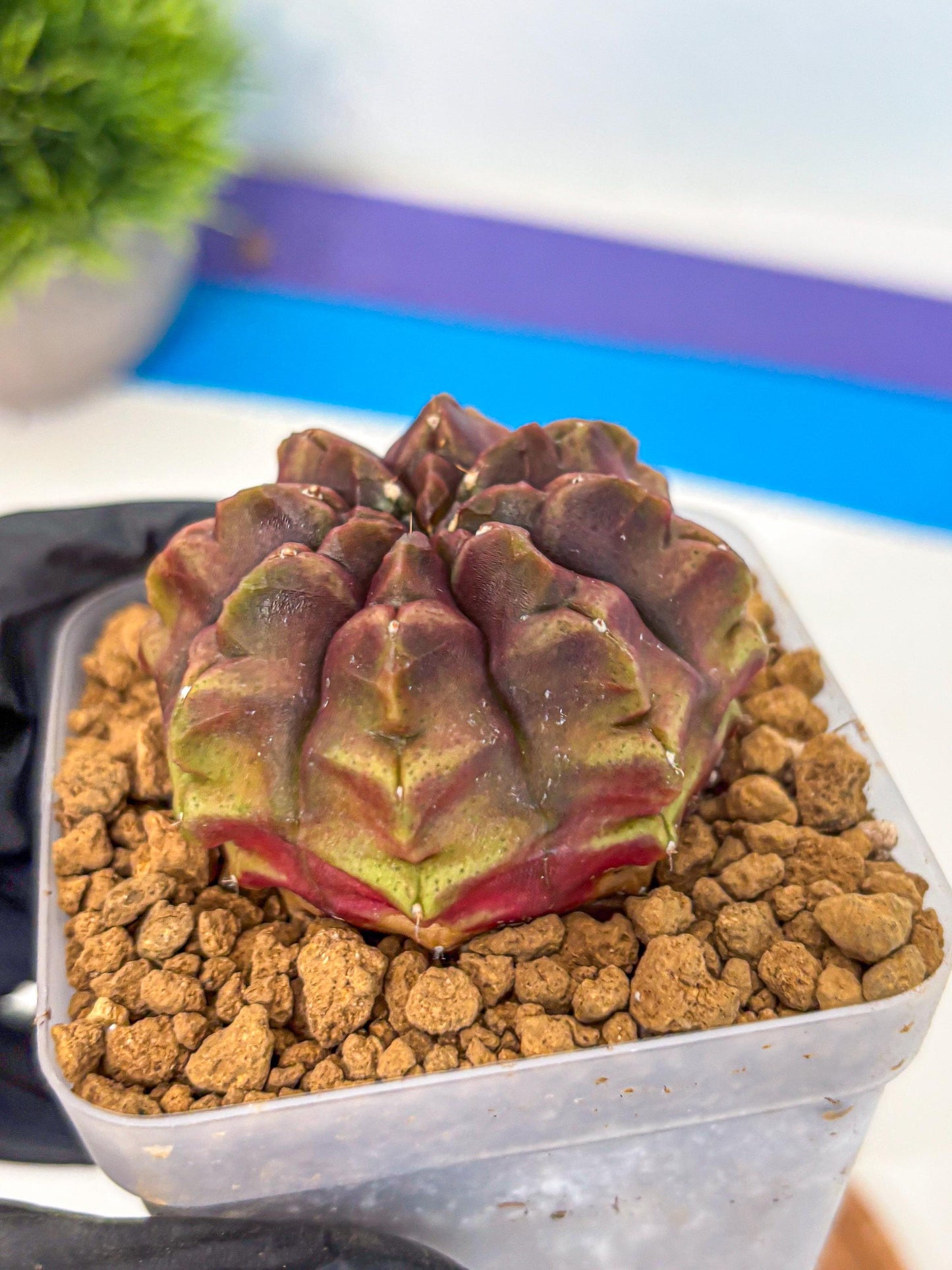 Gymnocalycium Aas DayDream (gy20) (05) | Rare Hybrids