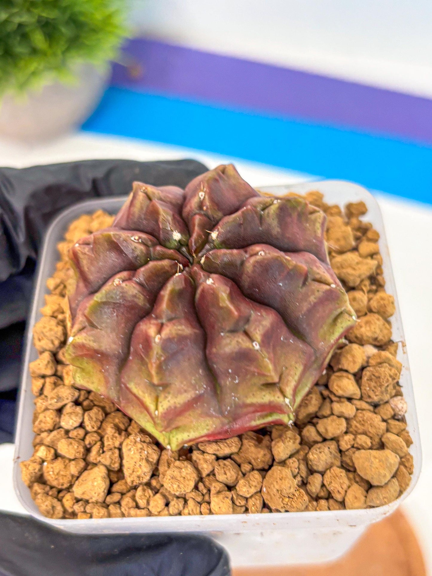 Gymnocalycium Aas DayDream (gy20) (05) | Rare Hybrids