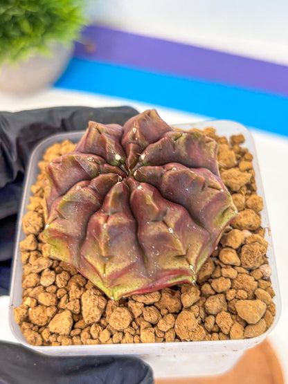 Gymnocalycium Aas DayDream (gy20) (05) | Rare Hybrids
