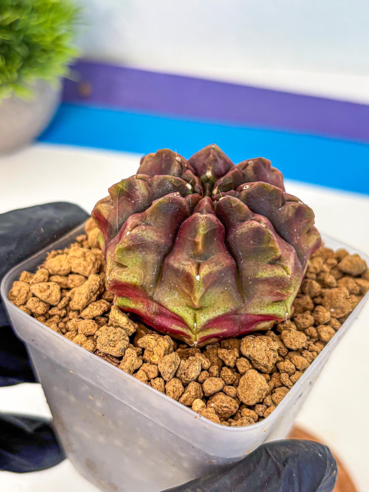 Gymnocalycium Aas DayDream (gy20) (05) | Rare Hybrids