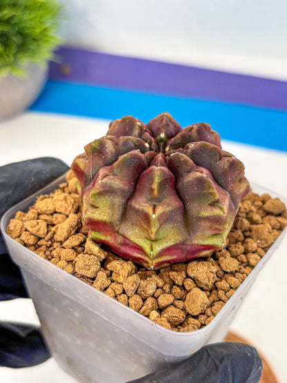 Gymnocalycium Aas DayDream (gy20) (05) | Rare Hybrids