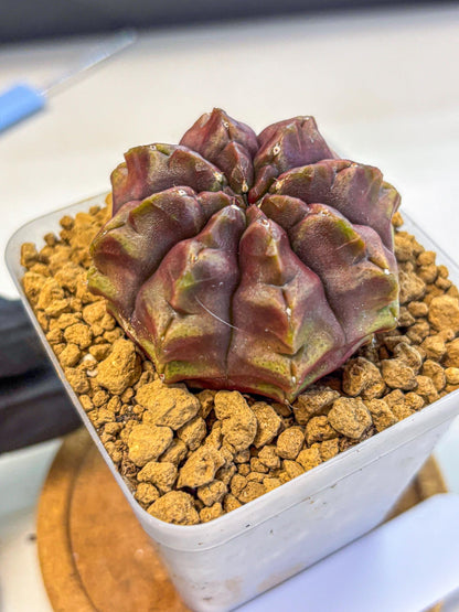 Gymnocalycium Aas DayDream (gy20) (05) | Rare Hybrids