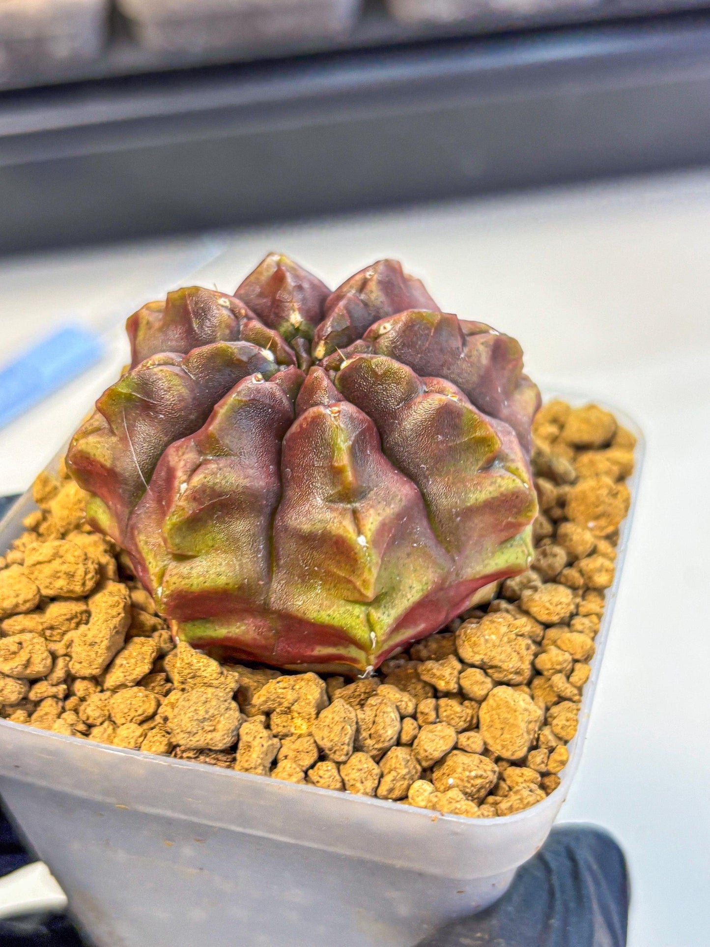 Gymnocalycium Aas DayDream (gy20) (05) | Rare Hybrids