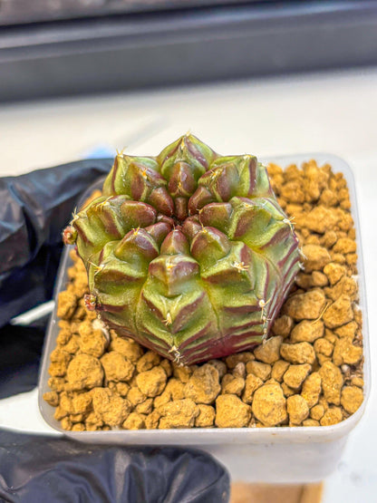 Gymnocalycium Aas DayDream (gy20) (06) | Rare Hybrids