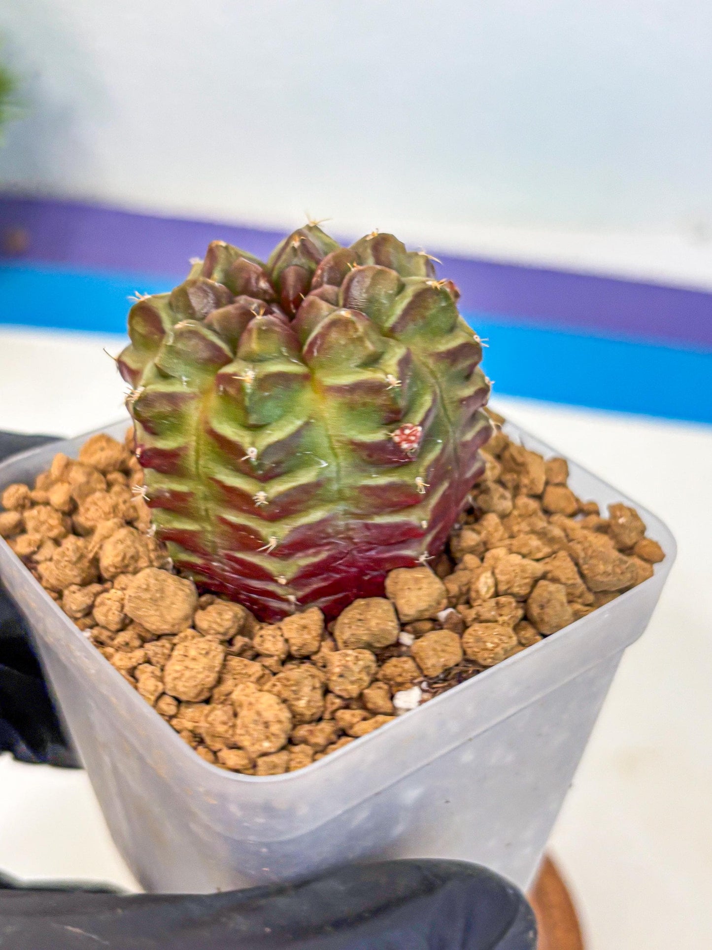 Gymnocalycium Aas DayDream (gy20) (06) | Rare Hybrids
