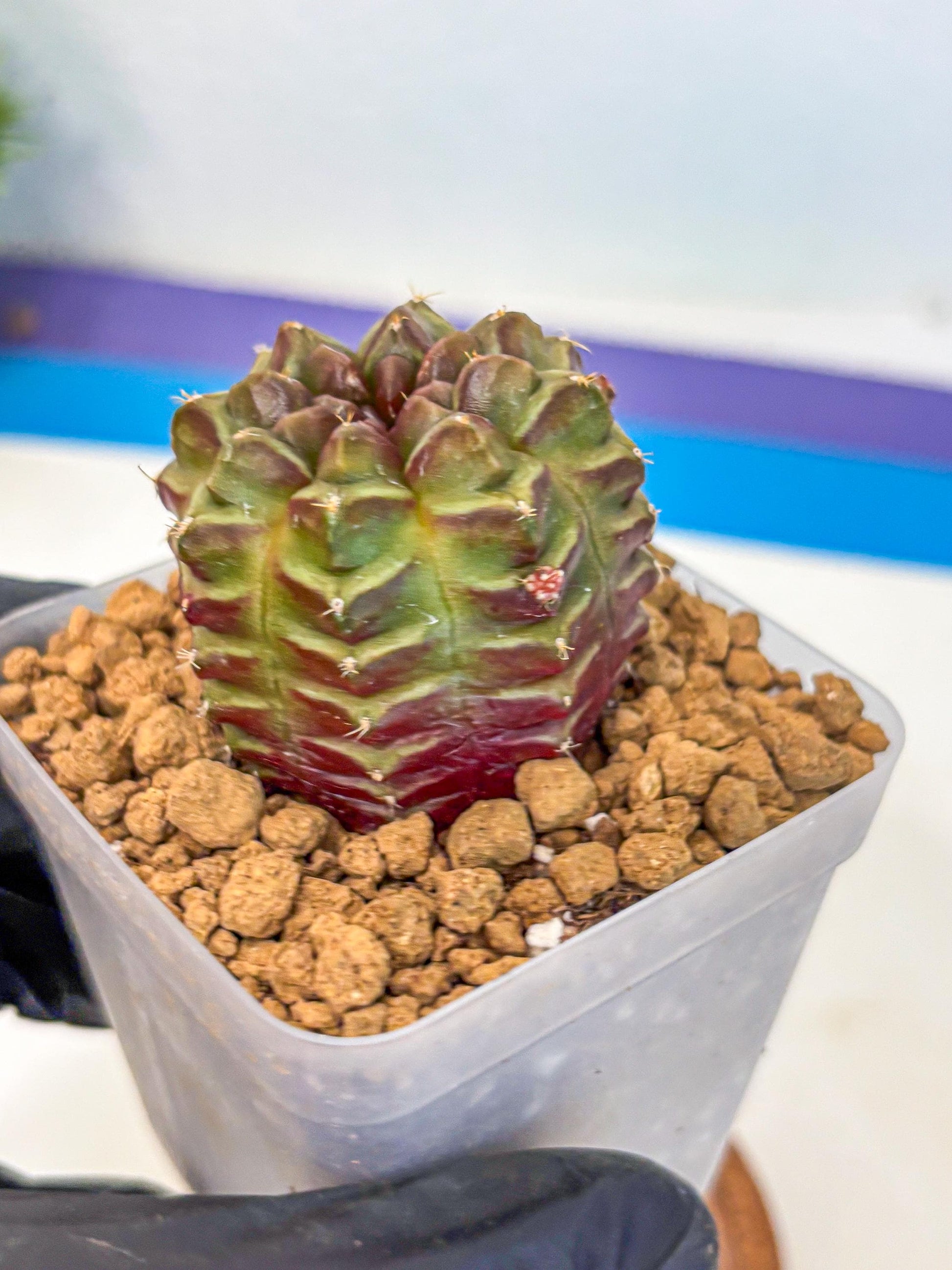 Gymnocalycium Aas DayDream (gy20) (06) | Rare Hybrids