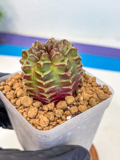 Gymnocalycium Aas DayDream (gy20) (06) | Rare Hybrids