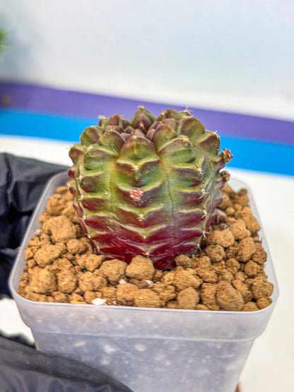 Gymnocalycium Aas DayDream (gy20) (06) | Rare Hybrids