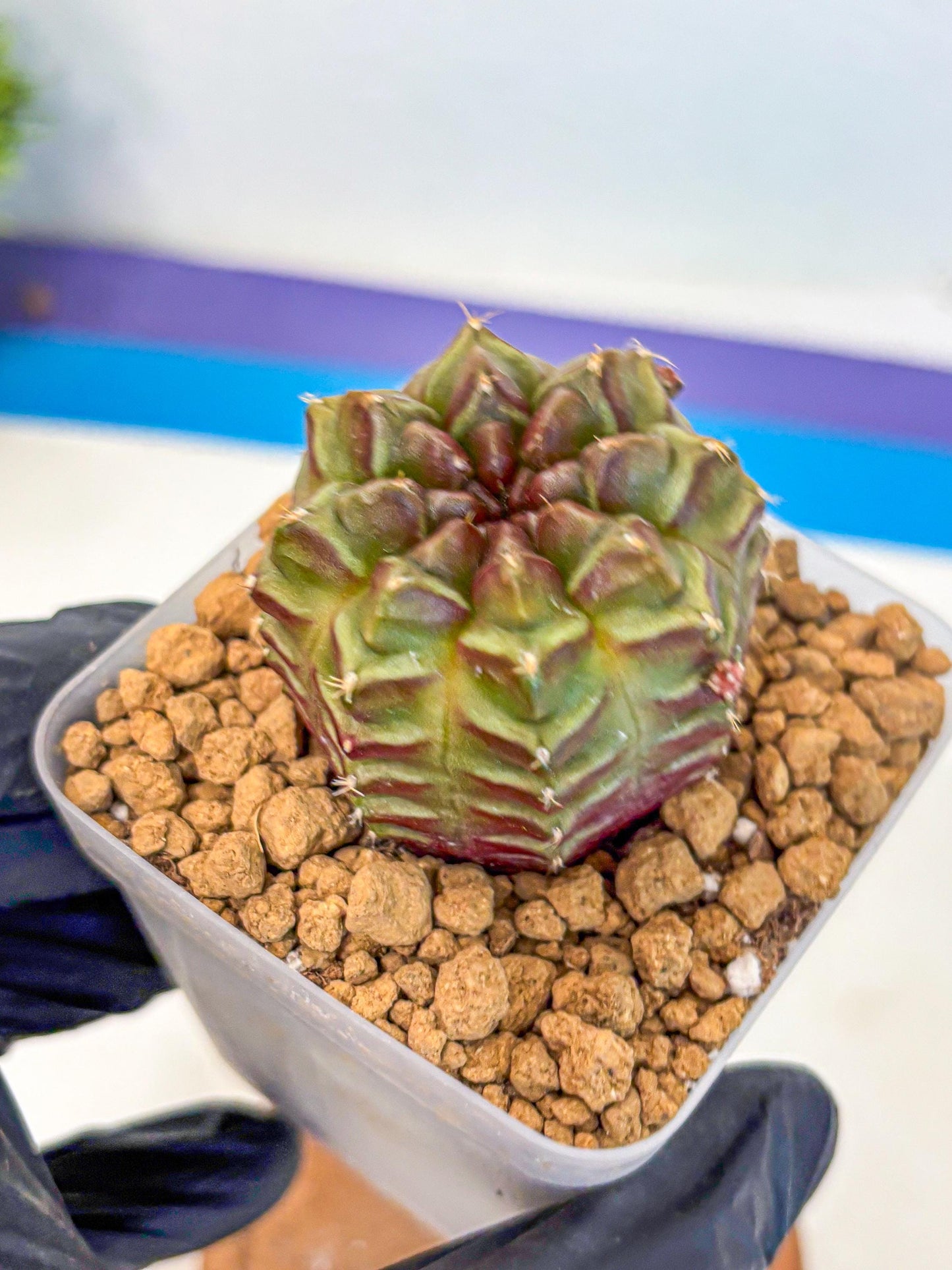 Gymnocalycium Aas DayDream (gy20) (06) | Rare Hybrids
