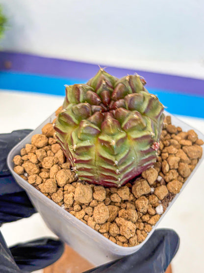 Gymnocalycium Aas DayDream (gy20) (06) | Rare Hybrids