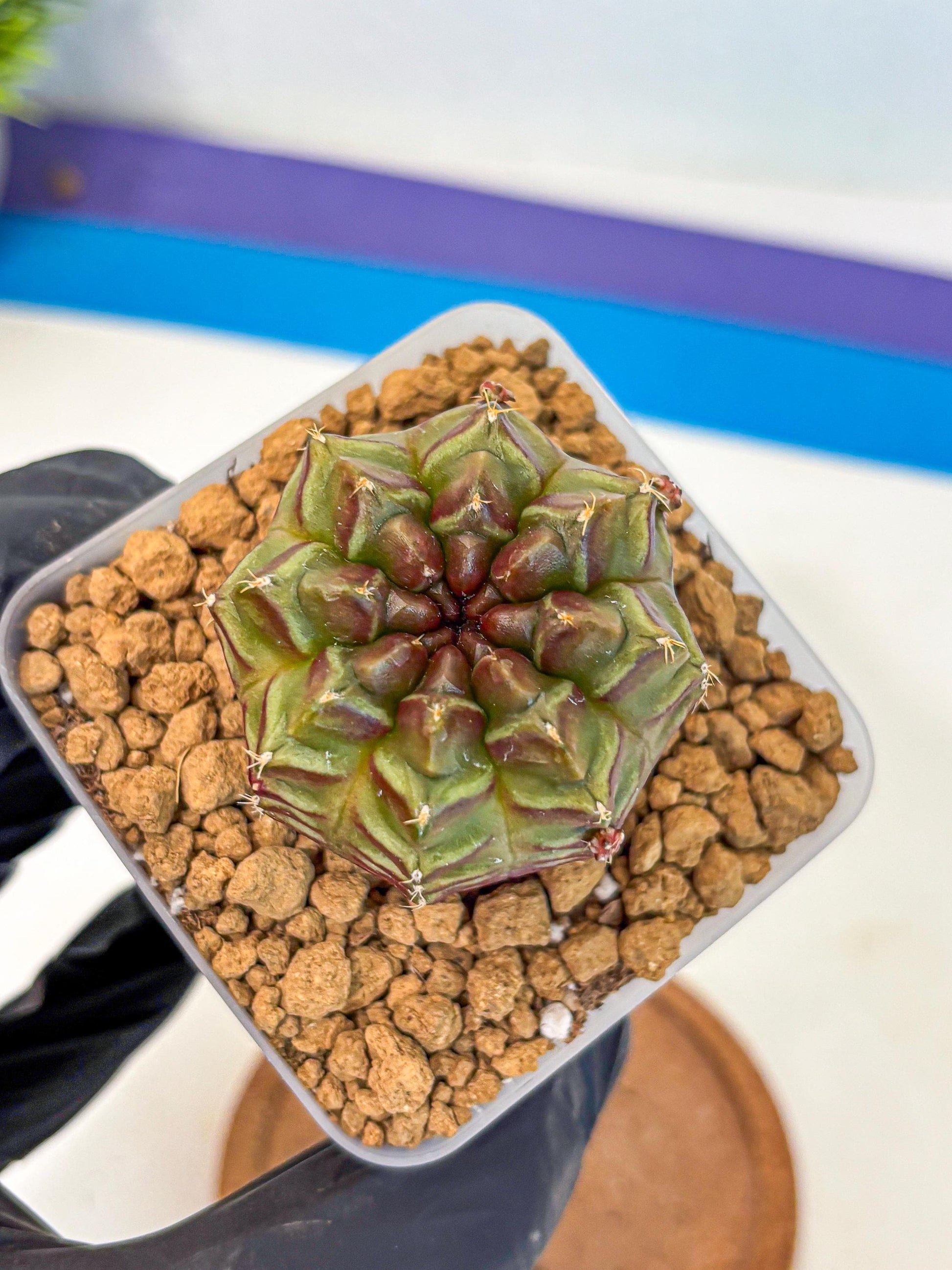 Gymnocalycium Aas DayDream (gy20) (06) | Rare Hybrids