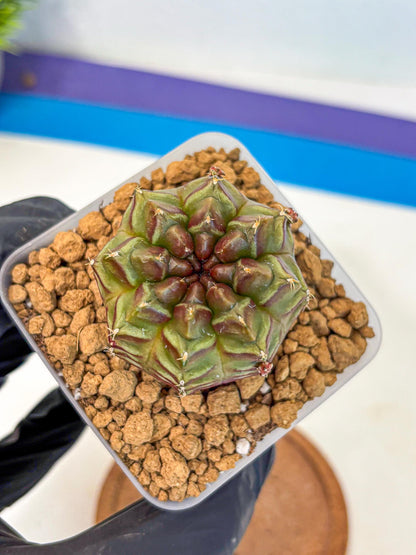Gymnocalycium Aas DayDream (gy20) (06) | Rare Hybrids