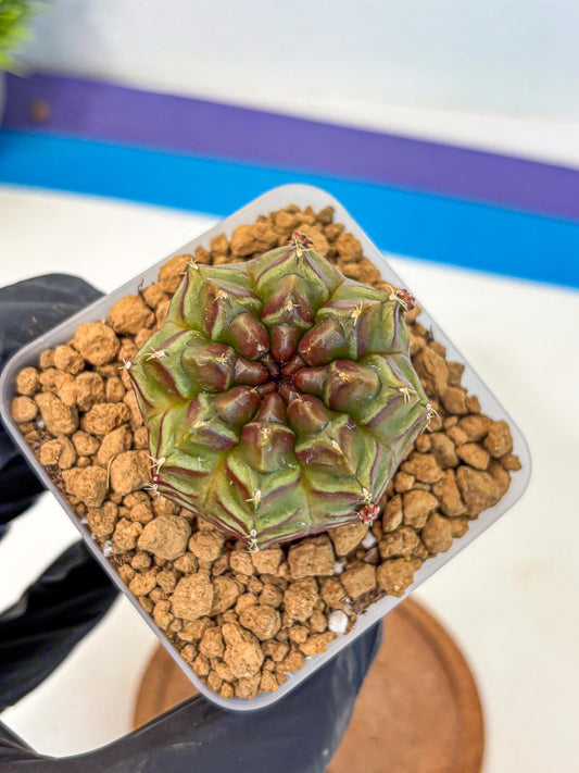 Gymnocalycium Aas DayDream (gy20) (06) | Rare Hybrids