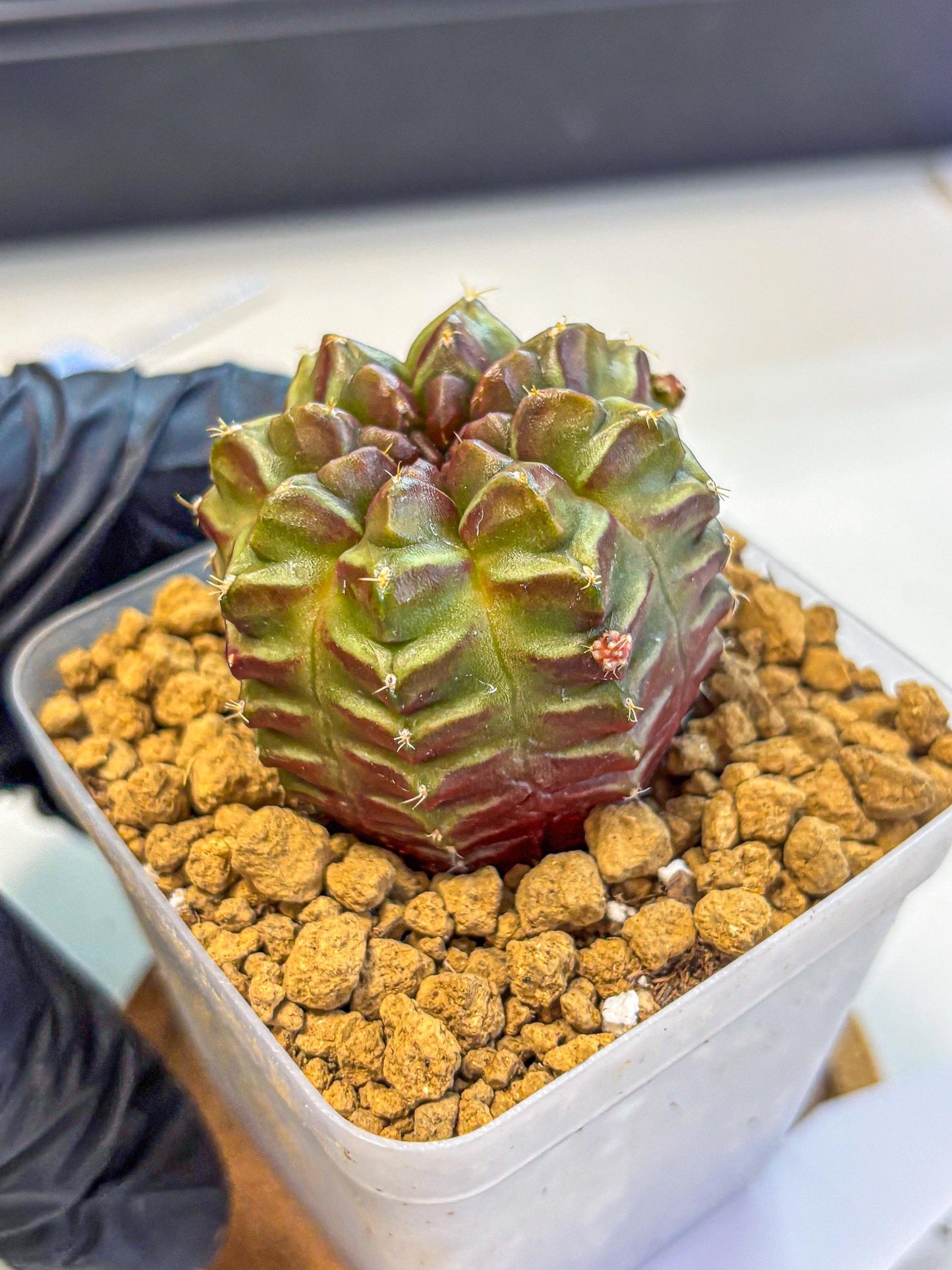 Gymnocalycium Aas DayDream (gy20) (06) | Rare Hybrids