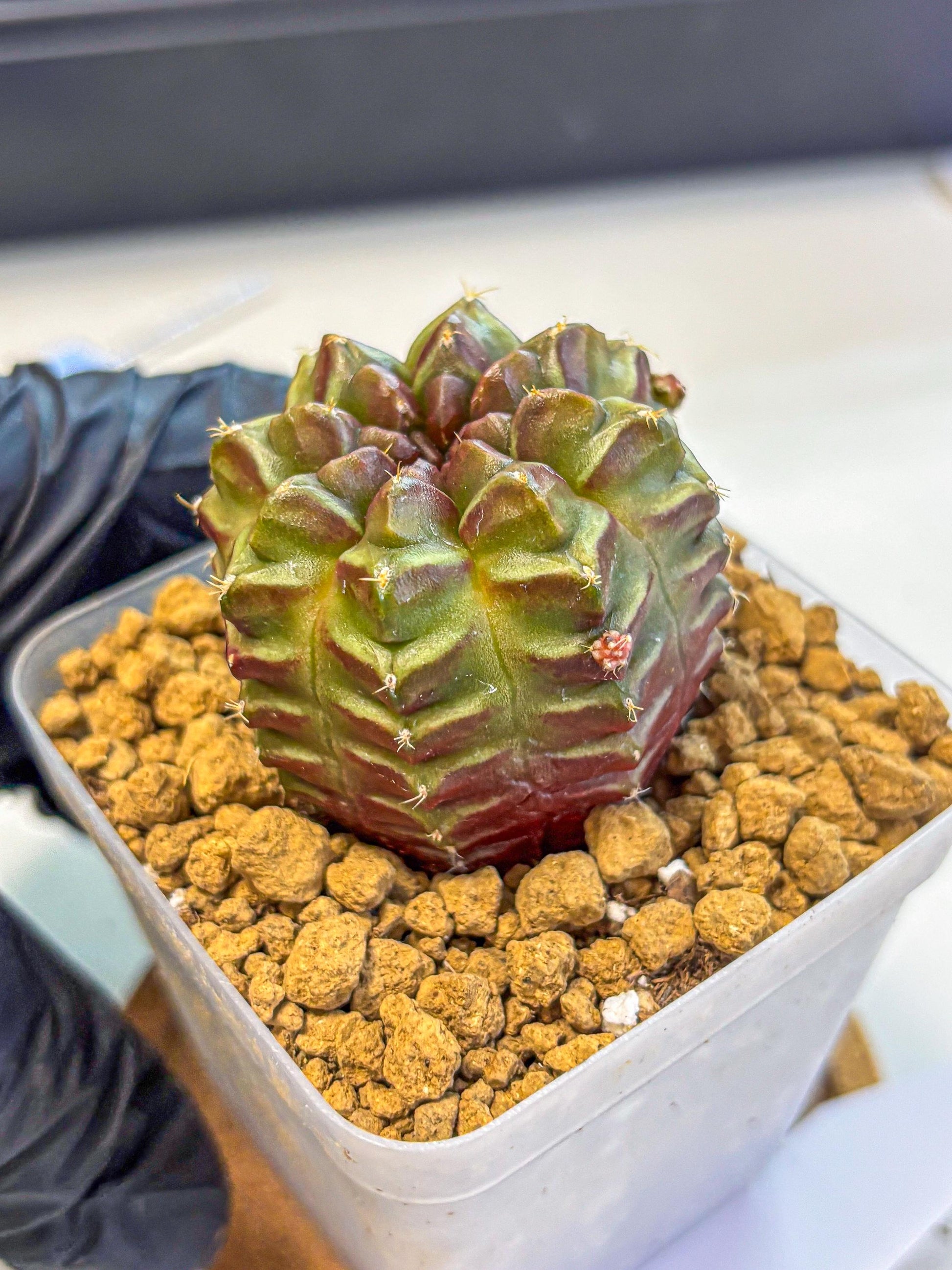 Gymnocalycium Aas DayDream (gy20) (06) | Rare Hybrids