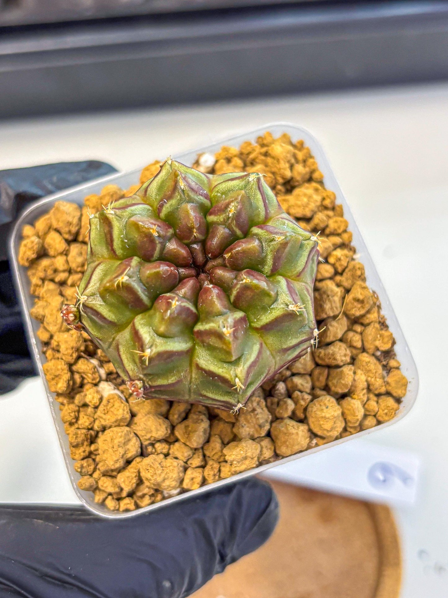 Gymnocalycium Aas DayDream (gy20) (06) | Rare Hybrids