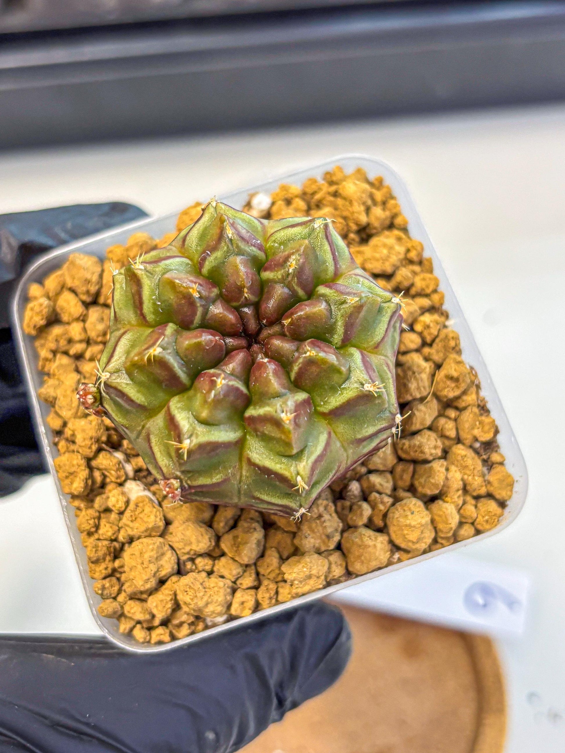 Gymnocalycium Aas DayDream (gy20) (06) | Rare Hybrids