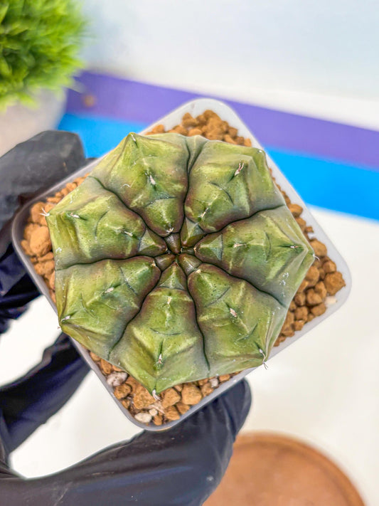 Gymnocalycium Aas DayDream (gy20) (07) | Rare Hybrids
