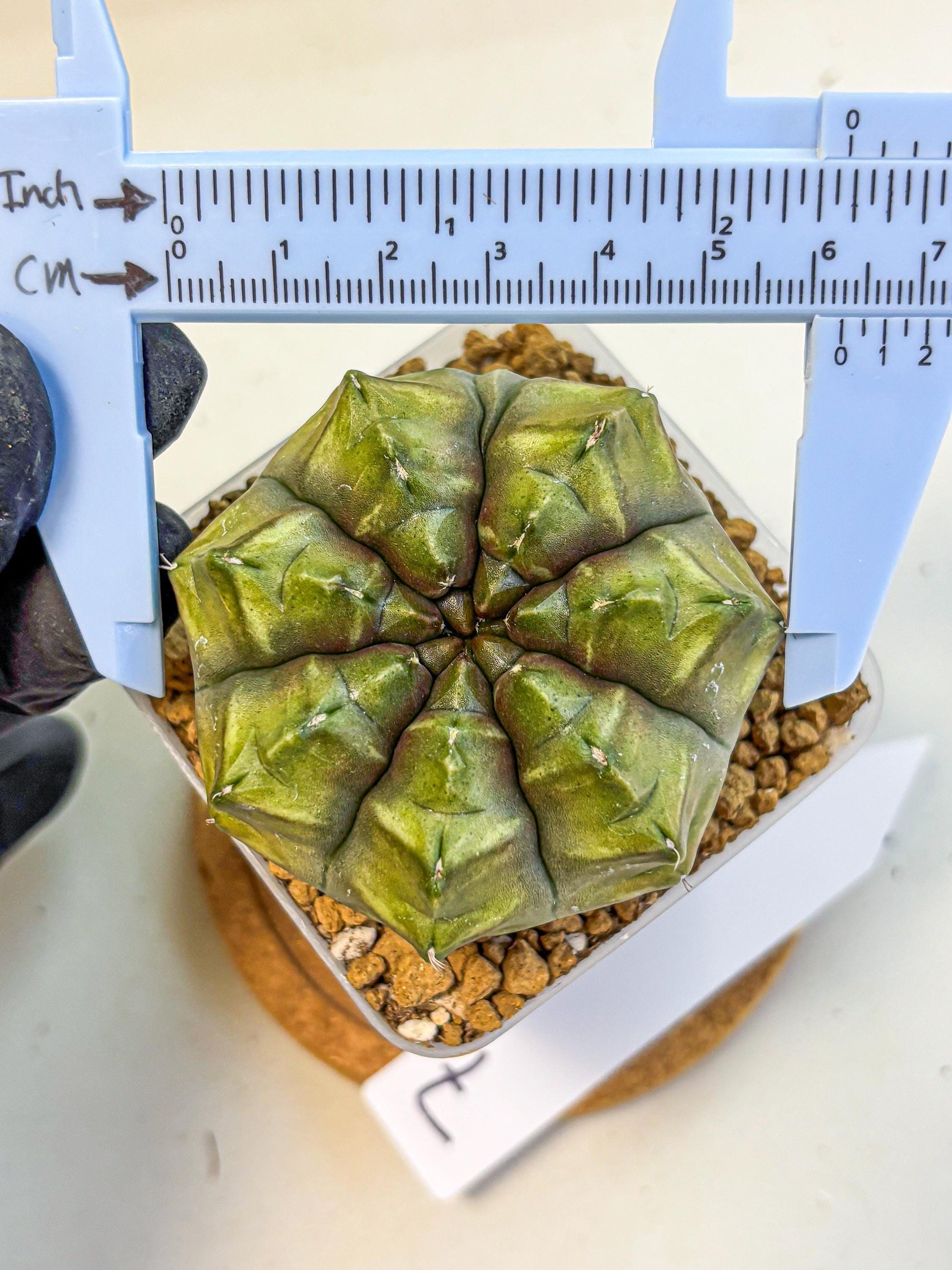 Gymnocalycium Aas DayDream (gy20) (07) | Rare Hybrids