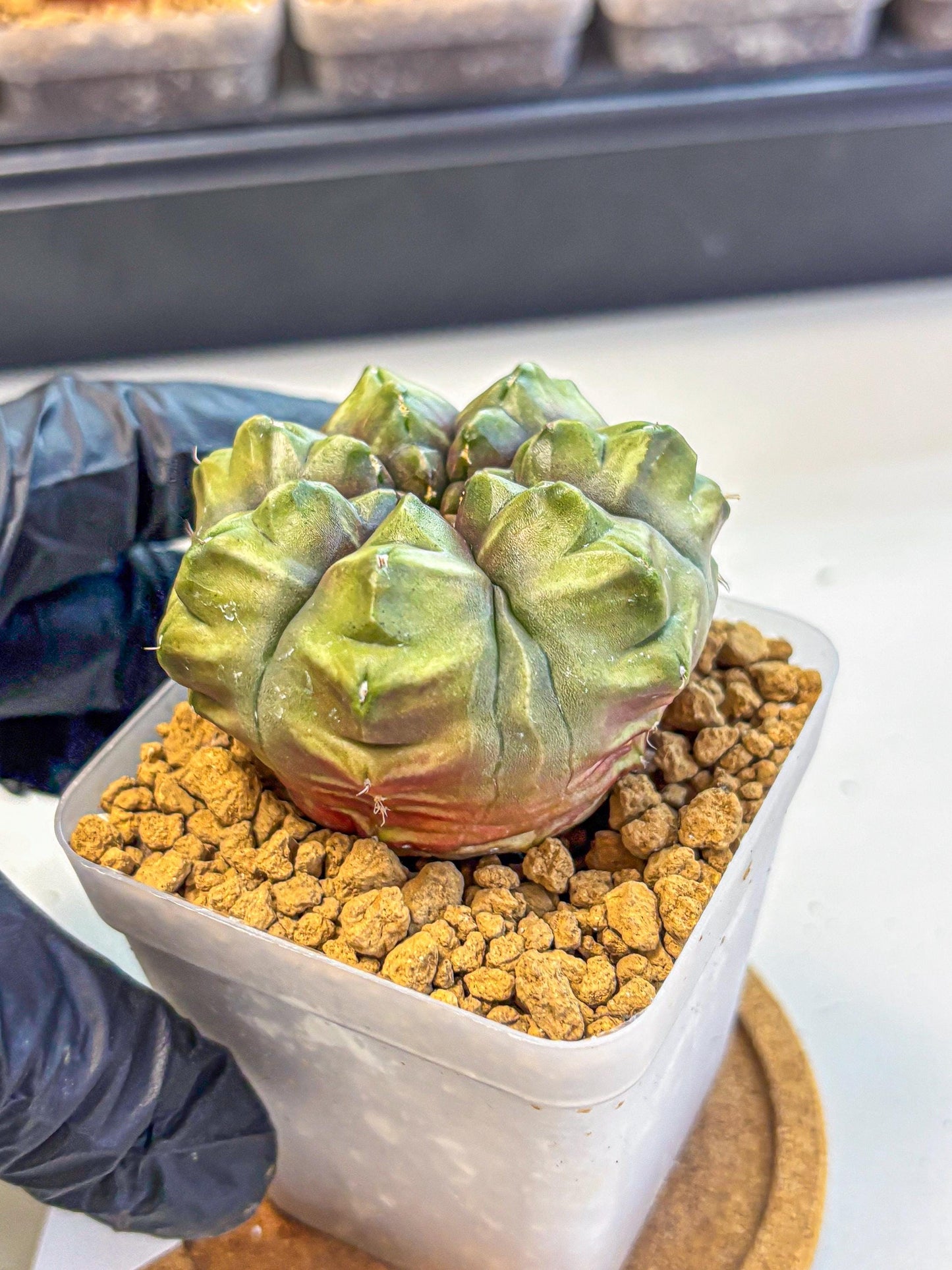 Gymnocalycium Aas DayDream (gy20) (07) | Rare Hybrids