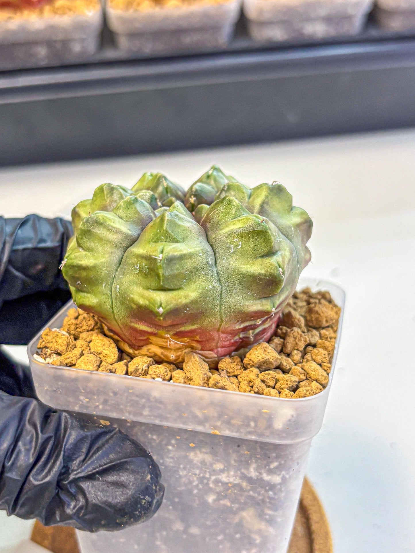 Gymnocalycium Aas DayDream (gy20) (07) | Rare Hybrids