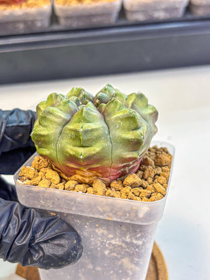Gymnocalycium Aas DayDream (gy20) (07) | Rare Hybrids