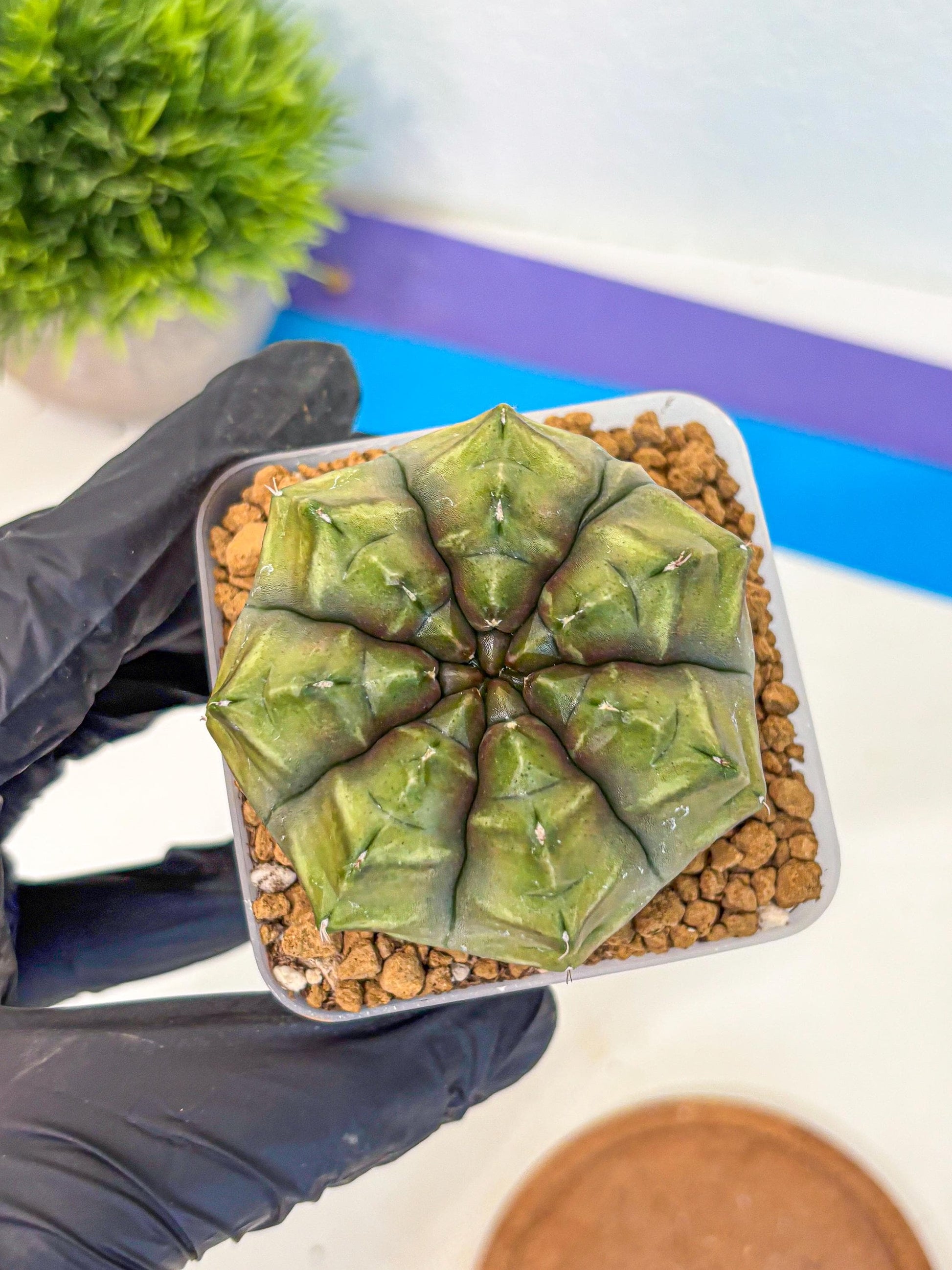 Gymnocalycium Aas DayDream (gy20) (07) | Rare Hybrids