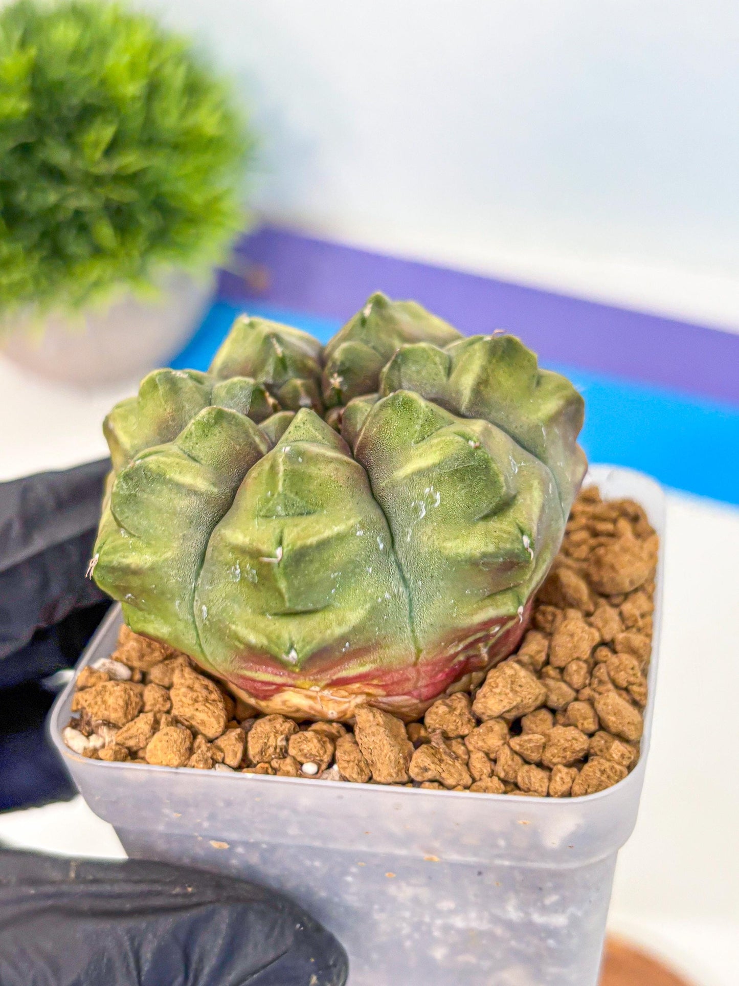Gymnocalycium Aas DayDream (gy20) (07) | Rare Hybrids
