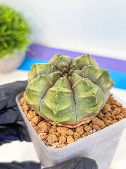 Gymnocalycium Aas DayDream (gy20) (07) | Rare Hybrids