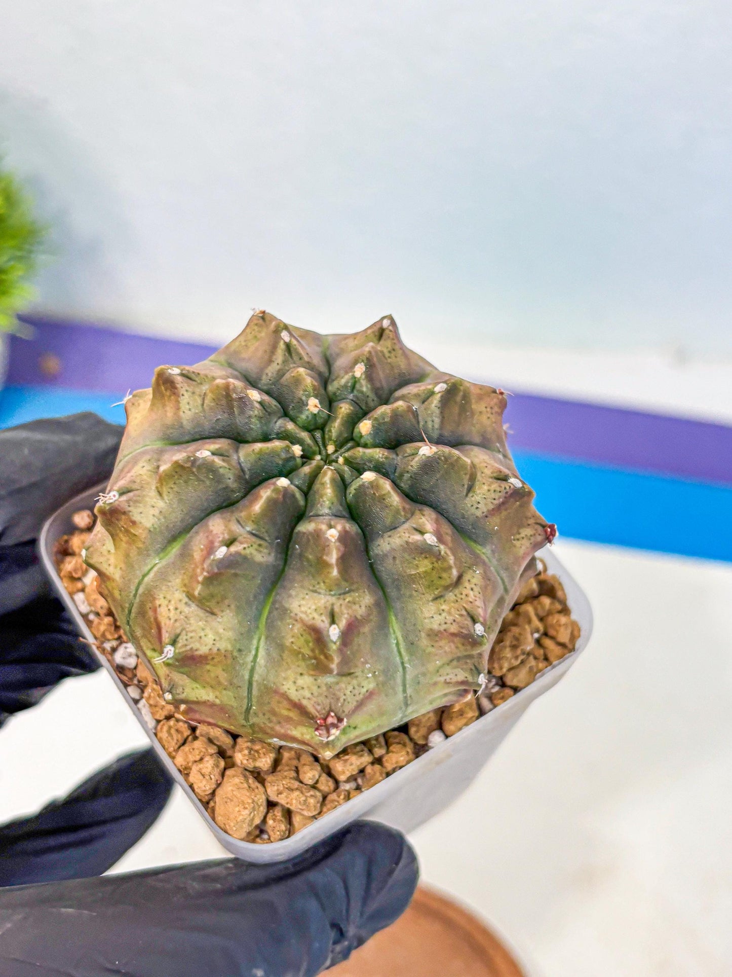Gymnocalycium Aas DayDream (gy20) (08) | Rare Hybrids